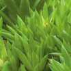 PLANT's image1