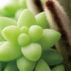 PLANT's image2