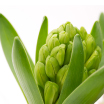 PLANT's image3